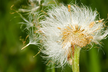 Image showing Pollen