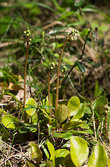 Image showing Flowers