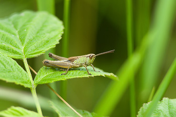 Image showing Grasshopper