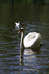 Image showing Swan and gull