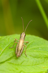 Image showing Grasshopper