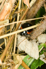 Image showing Beetle