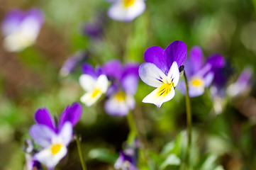 Image showing Viola tricolor