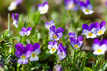 Image showing Viola tricolor