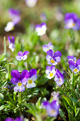 Image showing Viola tricolor