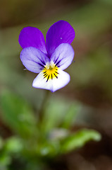 Image showing Viola tricolor