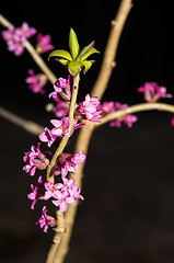 Image showing Daphne mezereum