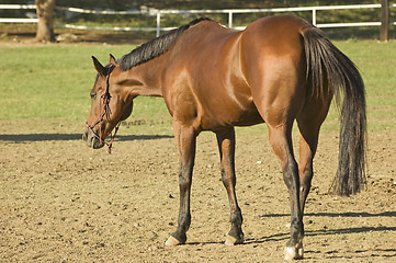 Image showing Brown horse