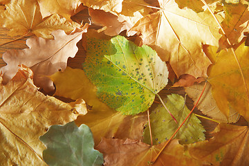 Image showing Autumn