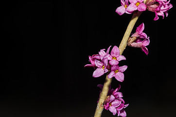 Image showing Daphne mezereum