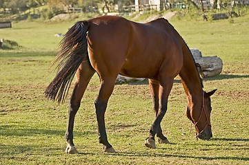 Image showing Brown horse