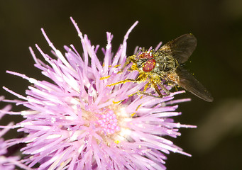 Image showing Fly