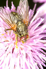 Image showing Fly