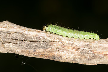 Image showing Catepillar