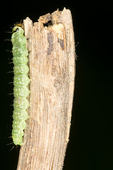 Image showing Maggot