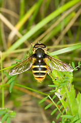 Image showing Hoverfly