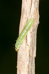 Image showing Caterpillar