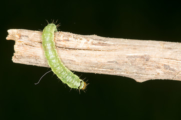 Image showing Larva