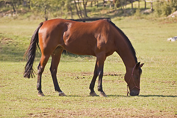 Image showing Brown horse