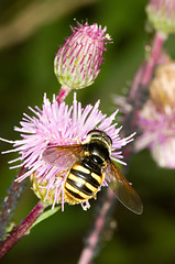 Image showing Hoverfly