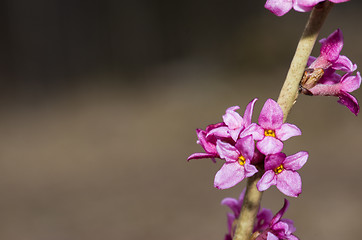 Image showing Daphne mezereum