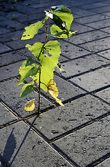 Image showing little sprout of a birch-tree growing on the pavement