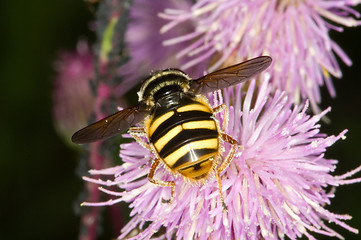 Image showing Hoverfly