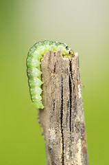 Image showing Caterpillar