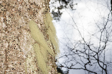 Image showing Lichen