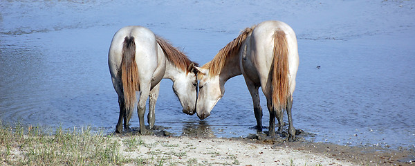 Image showing Horses in love