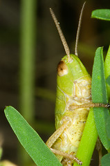 Image showing Grasshopper