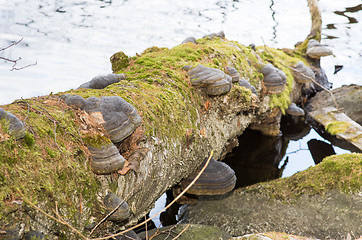 Image showing Polypore