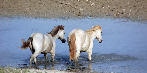 Image showing White horses