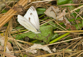 Image showing Butterfly