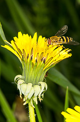 Image showing Hoverfly