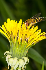 Image showing Hoverfly