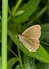 Image showing Butterfly