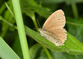 Image showing Butterfly