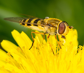 Image showing Hoverfly