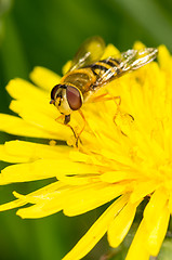 Image showing Hoverfly