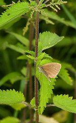 Image showing Butterfly