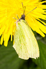 Image showing Gonepteryx rhamni