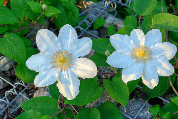 Image showing Flowers