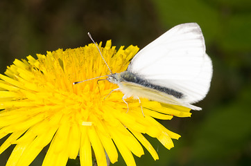 Image showing Butterfly