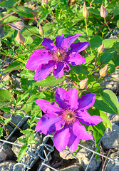 Image showing Blossoms