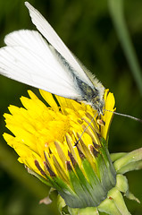 Image showing Butterfly