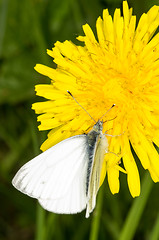 Image showing Butterfly