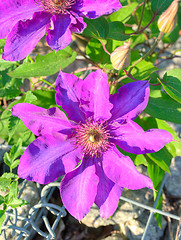 Image showing Flowers