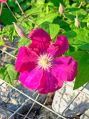 Image showing Flowers