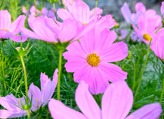 Image showing Flowers